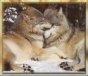 wolf7.jpg